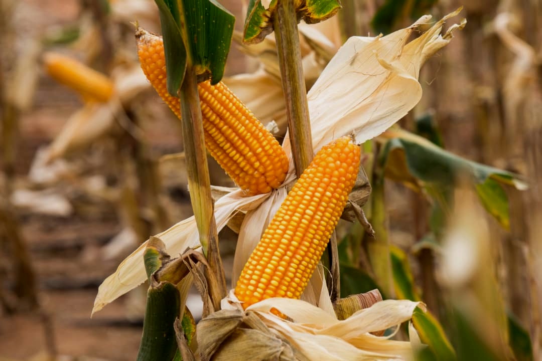 What Is The Highest Yielding Maize Variety