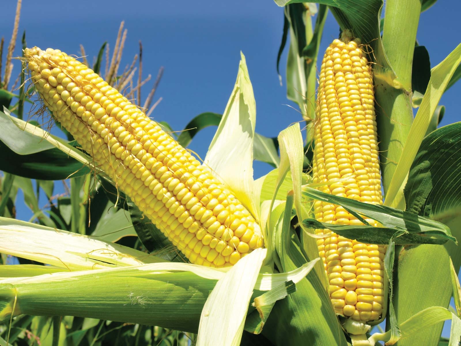 LCIC Innovates Maize Seed Varieties That Requires Less Fertilizer